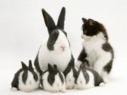 Animals - Pets