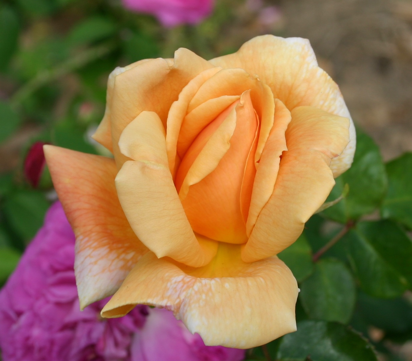 pernetiana rose