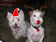 Your Cutest Christmas Pets