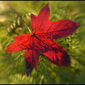 Red_leaf