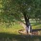 Redheron