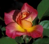 RosePetals