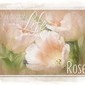 Roses.