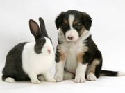 Bunnies and Friends