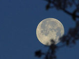Silvermoonoak