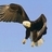 Soaroneagleswings