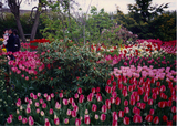 Spring_lily