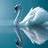 strikingswan