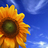 sumleaf1