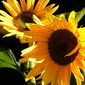 Sunflower1956