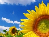 Sunflower65