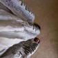 Tangled_web