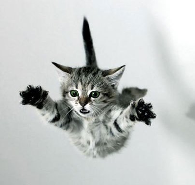 Flying Cat