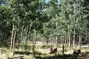 Lockett Meadow camp site #8