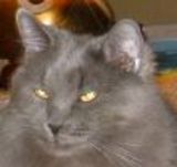 TSAlleycat