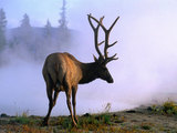 whispering_elk