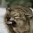WildWolfEyes
