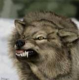 WildWolfEyes