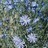 wldflowers
