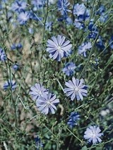 wldflowers