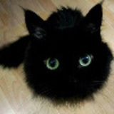 Wmdkitty