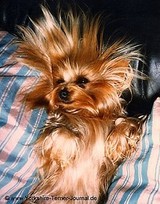 Yorkie Lover