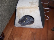 FALL 2008