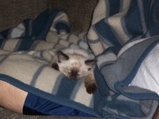 FEB MARCH 2009