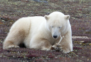 Polar Bears In The Wild