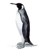 user portrait