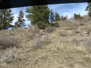 Wildlife in MT