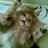loufiethecat