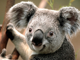 user portrait
