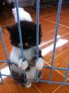 kittylockedup