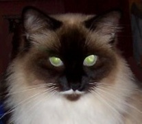 user portrait