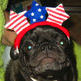 Cocopugg