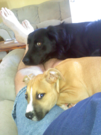 My Dogs