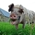 Animal Rights