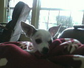Dogs