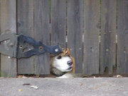 DOgs