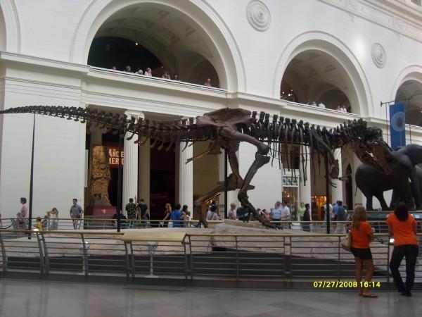 SUE the dinosaur from chicagos field musem