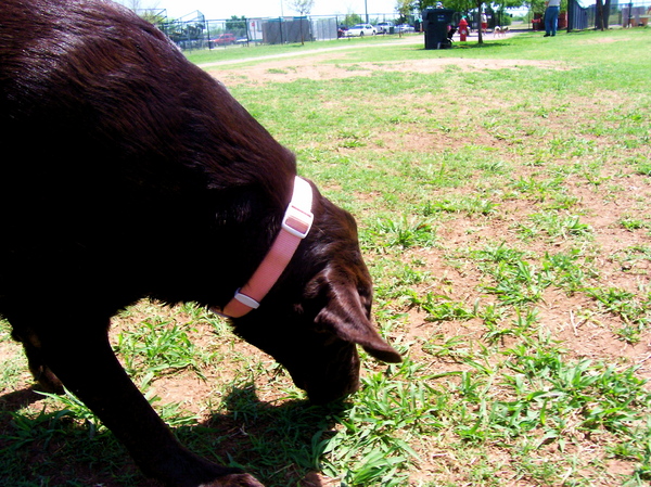 More smells to investigate.