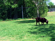 Dog Park