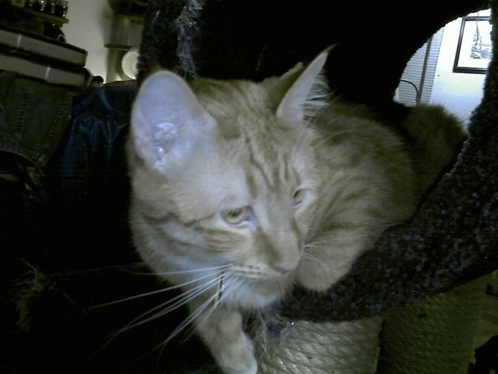 Meekers