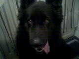 dog tired